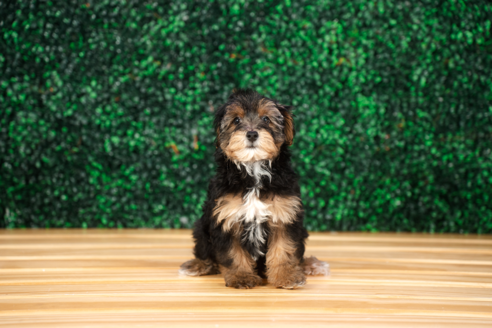 Cute Yo Yo Poo Poodle Mix Puppy