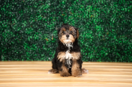 Cute Yo Yo Poo Poodle Mix Puppy