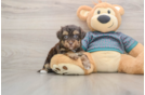 Friendly Yorkie Poo Baby