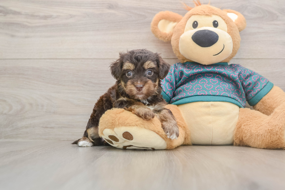 Friendly Yorkie Poo Baby