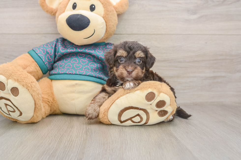 Best Yorkie Poo Baby