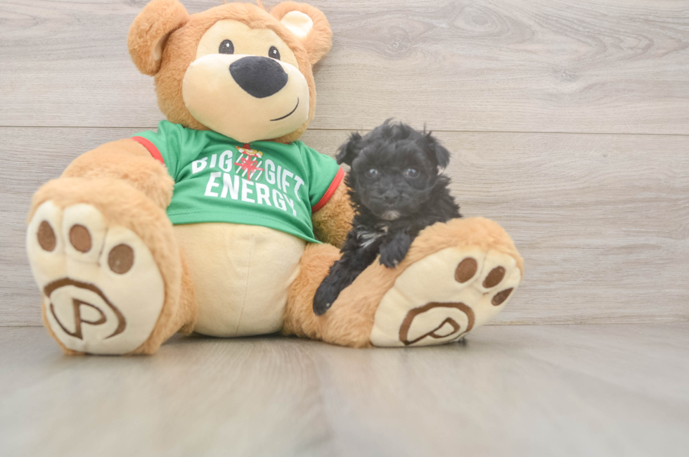 5 week old Yorkie Poo Puppy For Sale - Puppy Love PR