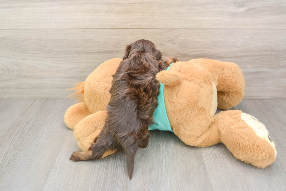 Energetic Yorkipoo Poodle Mix Puppy