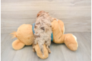 Yorkie Poo Puppy for Adoption