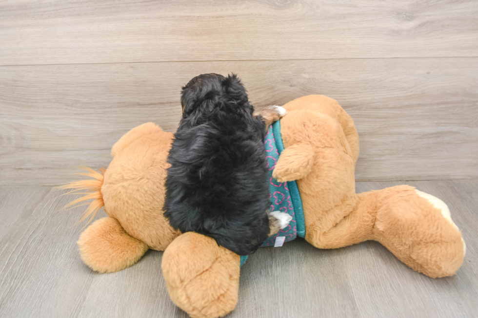 Friendly Yorkie Poo Baby