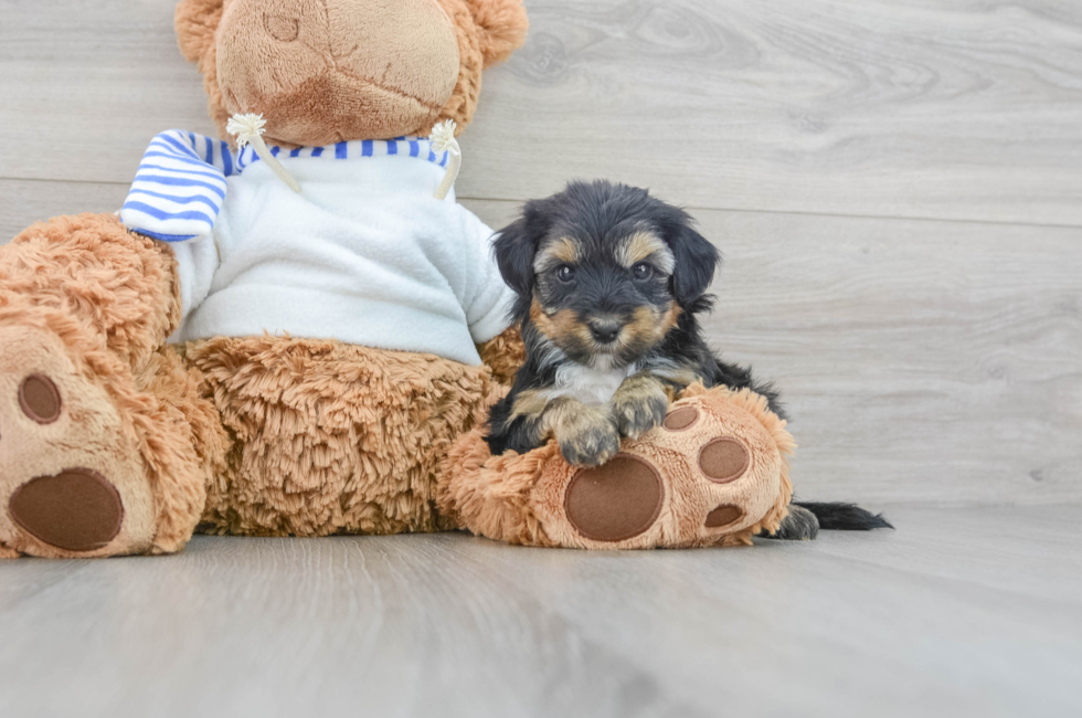 9 week old Yorkie Poo Puppy For Sale - Puppy Love PR