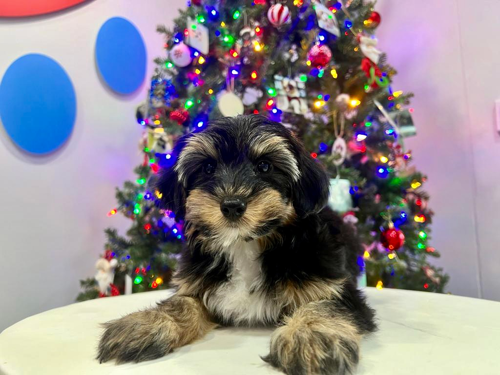 Cute Yorkie Poo Poodle Mix Pup