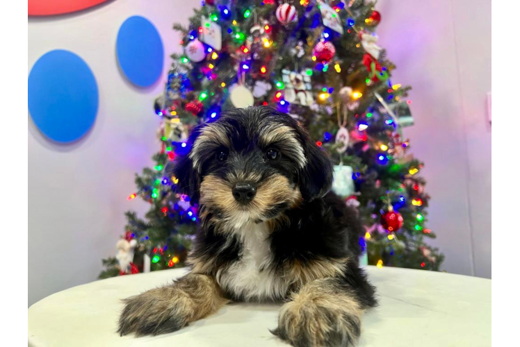 Meet Henley - our Yorkie Poo Puppy Photo 1/4 - Puppy Love PR Cute Yorkie Poo Poodle Mix Pup