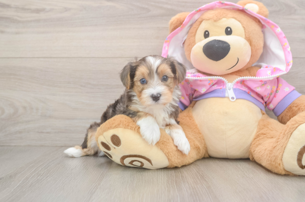5 week old Yorkie Poo Puppy For Sale - Puppy Love PR