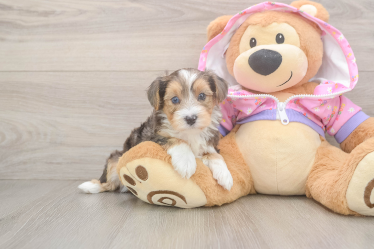 Meet Henley - our Yorkie Poo Puppy Photo 1/3 - Puppy Love PR Energetic Yorkipoo Poodle Mix Puppy