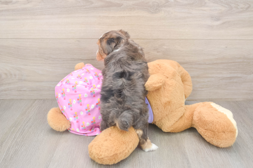 Small Yorkie Poo Baby
