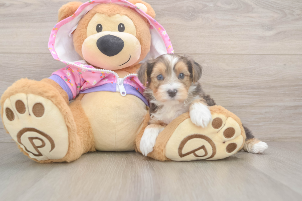 Yorkie Poo Puppy for Adoption