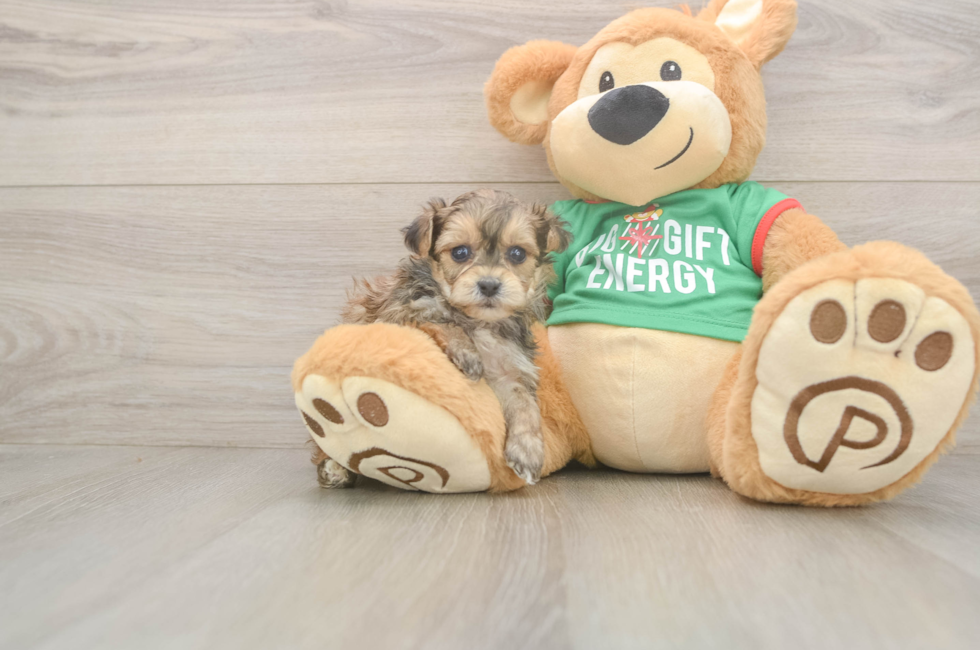 5 week old Yorkie Poo Puppy For Sale - Puppy Love PR