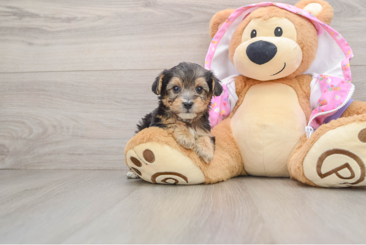 Friendly Yorkie Poo Baby