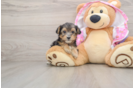 Friendly Yorkie Poo Baby