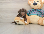 8 week old Yorkie Poo Puppy For Sale - Puppy Love PR