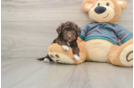 Playful Yo Yo Poo Poodle Mix Puppy