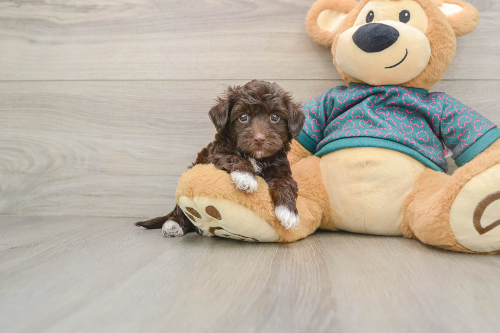 Playful Yo Yo Poo Poodle Mix Puppy