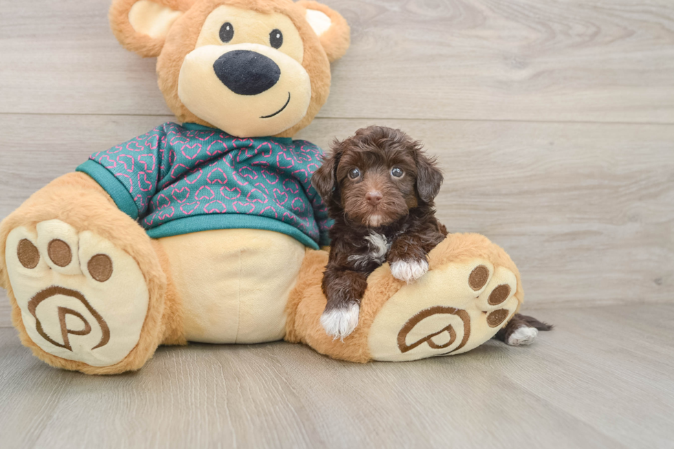 Small Yorkie Poo Baby