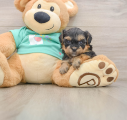 7 week old Yorkie Poo Puppy For Sale - Puppy Love PR