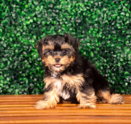 9 week old Yorkie Poo Puppy For Sale - Puppy Love PR