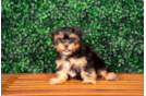 Cute Yorkie Poo Poodle Mix Pup