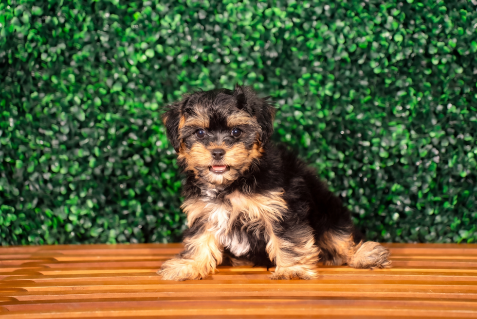 Cute Yorkie Poo Poodle Mix Pup