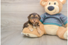 Funny Yorkie Poo Poodle Mix Pup
