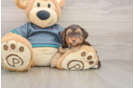 Hypoallergenic Yorkie Doodle Poodle Mix Puppy