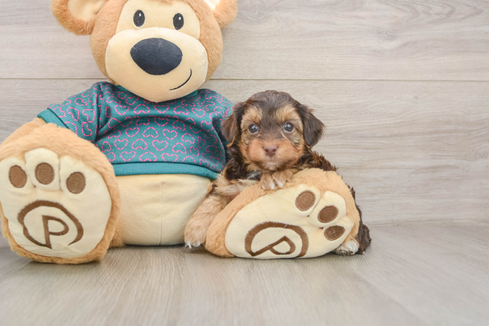 Hypoallergenic Yorkie Doodle Poodle Mix Puppy