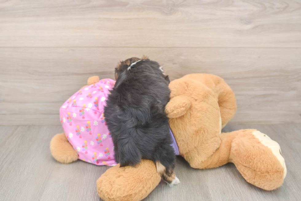 Adorable Yorkiedoodle Poodle Mix Puppy