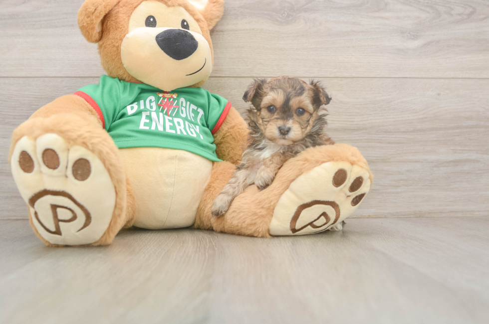 5 week old Yorkie Poo Puppy For Sale - Puppy Love PR