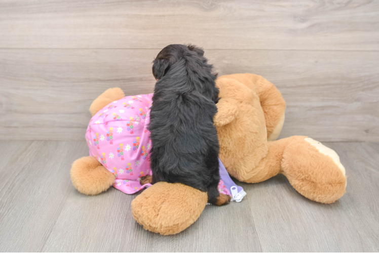Yorkie Poo Puppy for Adoption