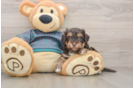 Funny Yorkie Poo Poodle Mix Pup