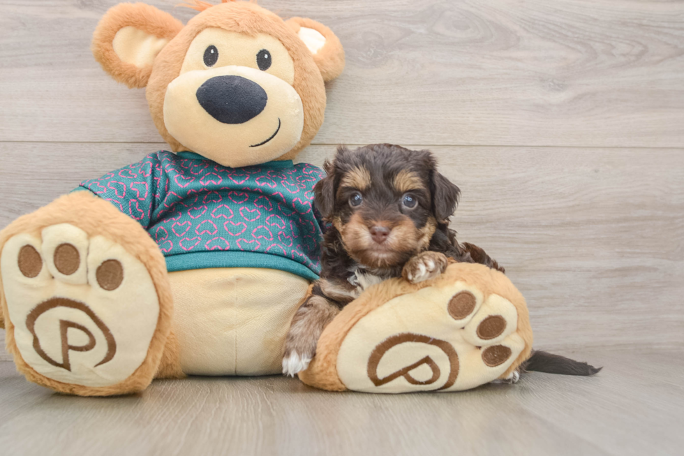 Funny Yorkie Poo Poodle Mix Pup