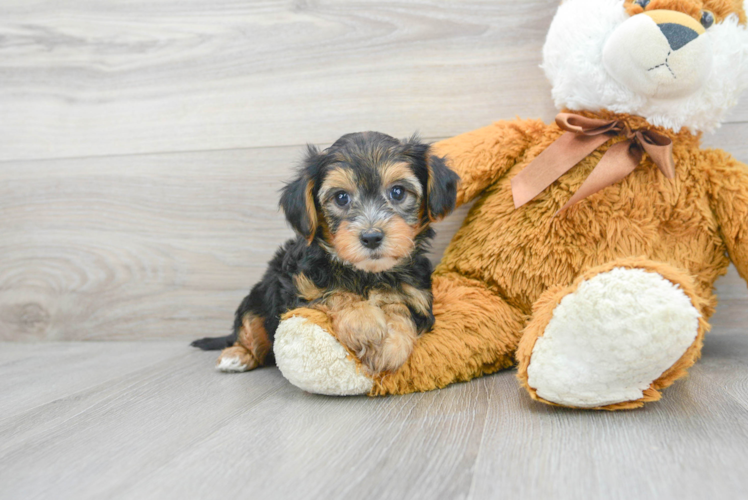 Meet Hiccup - our Yorkie Poo Puppy Photo 1/3 - Puppy Love PR Best Yorkie Poo Baby