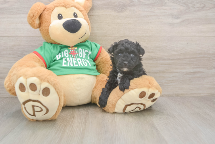 Best Yorkie Poo Baby