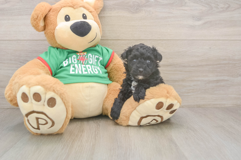 5 week old Yorkie Poo Puppy For Sale - Puppy Love PR