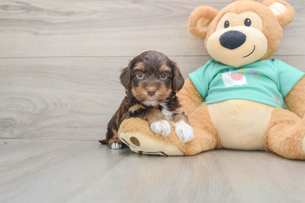 Cute Yorkie Poo Baby