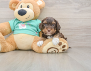 9 week old Yorkie Poo Puppy For Sale - Puppy Love PR