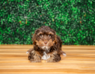 10 week old Yorkie Poo Puppy For Sale - Puppy Love PR