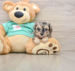 7 week old Yorkie Poo Puppy For Sale - Puppy Love PR