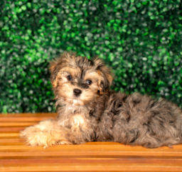 9 week old Yorkie Poo Puppy For Sale - Puppy Love PR