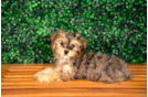 Cute Yo Yo Poo Poodle Mix Puppy