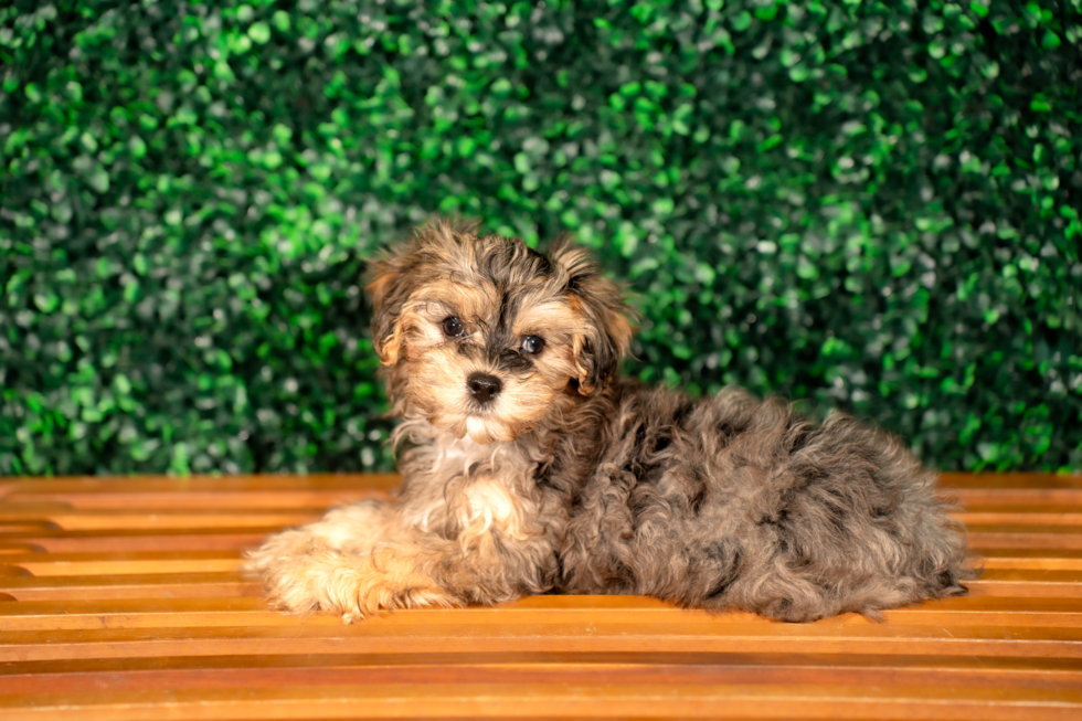 Cute Yo Yo Poo Poodle Mix Puppy