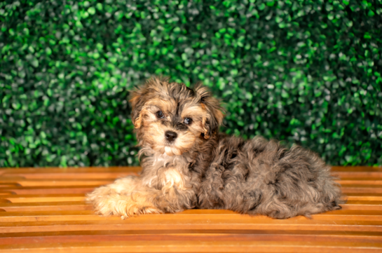 Cute Yo Yo Poo Poodle Mix Puppy