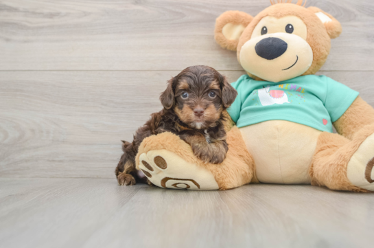 Smart Yorkie Poo Poodle Mix Pup