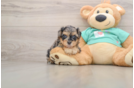 Yorkie Poo Puppy for Adoption