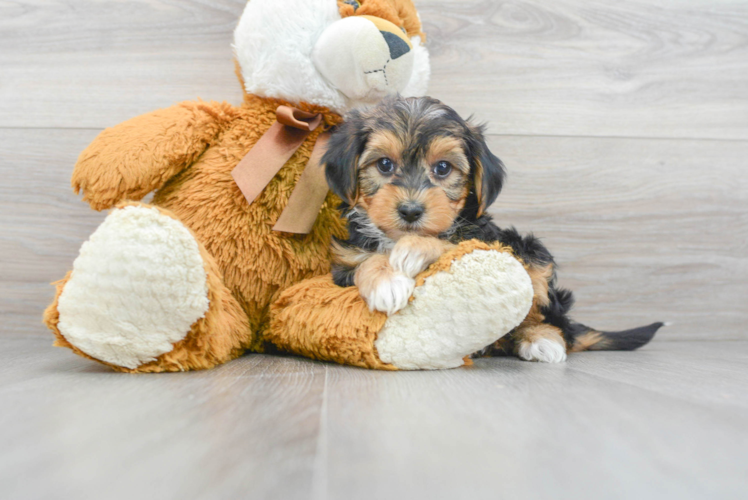 Meet Hootie - our Yorkie Poo Puppy Photo 1/3 - Puppy Love PR Yorkie Poo Pup Being Cute