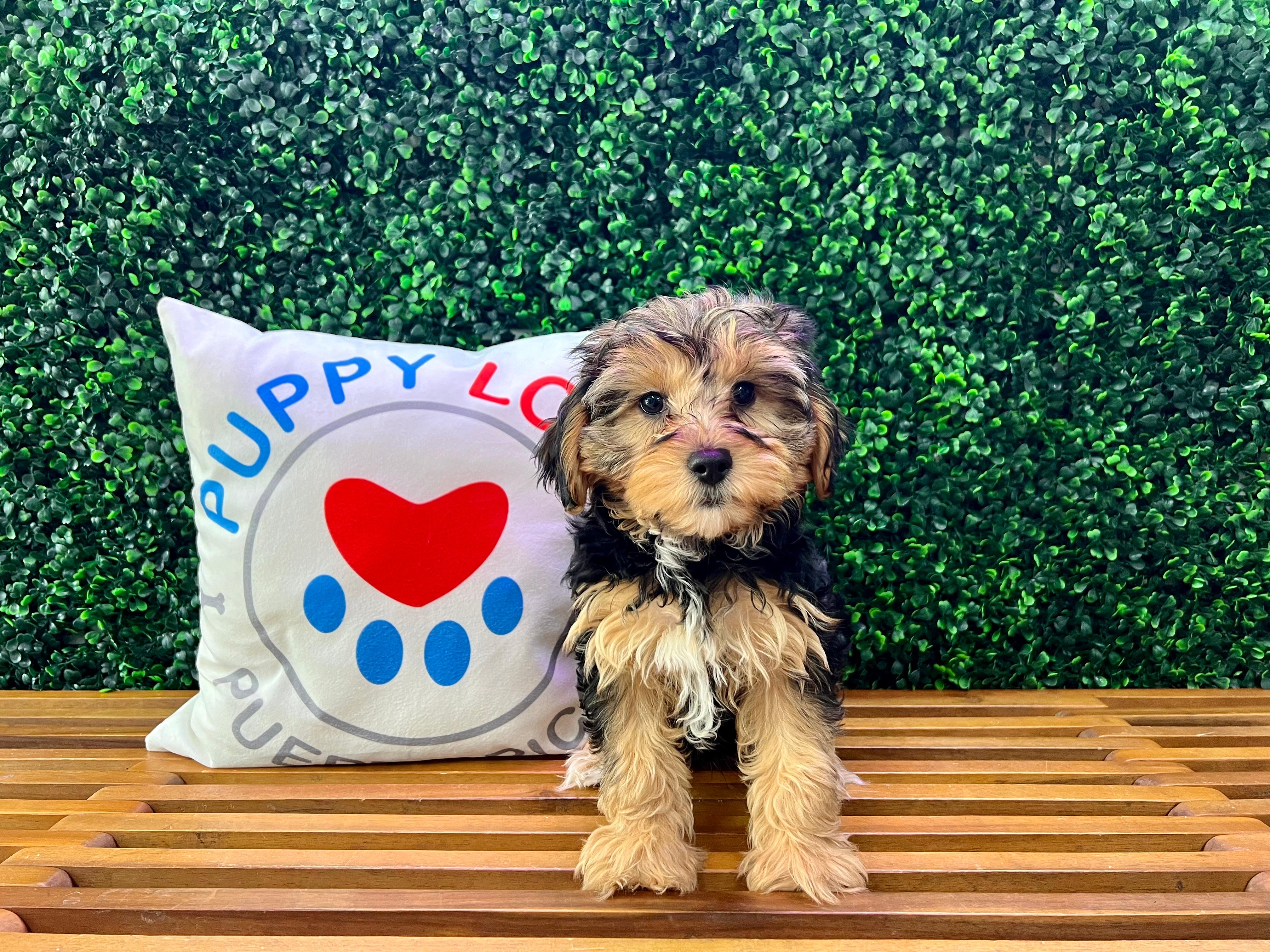 Yorkie Poo Pup Being Cute